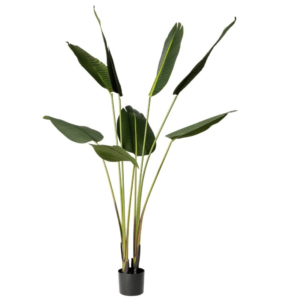 Planta artificial Ave del Paraíso. La Strelitzia es llamada popularmente ave del paraíso o flor del paraíso, perfecta para añadir un toque tropical y fresco a cualquier espacio. Su diseño realista aporta vida y naturalidad, ideal tanto para interiores como exteriores sin necesidad de mantenimiento. Disponible en www.kactusrepublic.com, con almacén en Castellón.