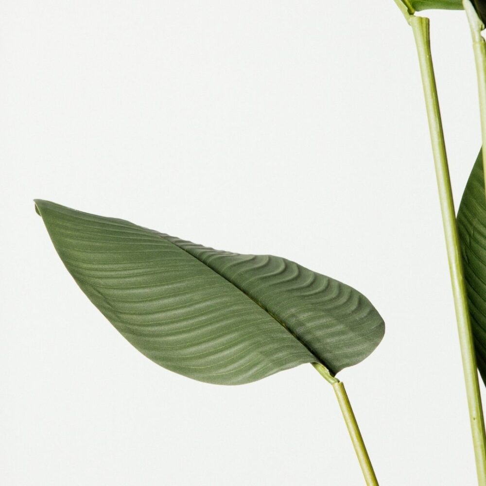 Planta artificial Ave del Paraíso. La Strelitzia es llamada popularmente ave del paraíso o flor del paraíso, perfecta para añadir un toque tropical y fresco a cualquier espacio. Su diseño realista aporta vida y naturalidad, ideal tanto para interiores como exteriores sin necesidad de mantenimiento. Disponible en www.kactusrepublic.com, con almacén en Castellón.