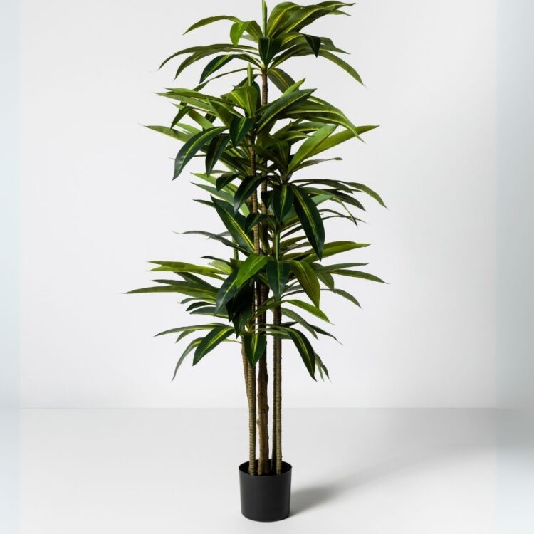 Planta Artificial Dracaena 180CM ✨ Kactus Republic