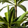 Planta Artificial Dracaena 180CM ✨ Kactus Republic