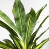 Planta artificial Dracaena de 180 cm con hojas realistas en tonos verdes y tronco robusto, ideal para decoración de interiores.