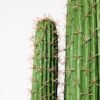 Planta artificial cactus Euphorbia 2 ramas 148 cm, diseño escultural y realista con detalles naturales, ideal para decoración de interiores y exteriores protegidos.