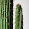 Planta artificial cactus Euphorbia 4 ramas 209cm, diseño escultural y realista con detalles naturales, ideal para decoración de interiores y exteriores protegidos.