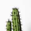 Cactus Euphoria 2 Ramas 70 cm realista, perfecto para decoración interior sin mantenimiento